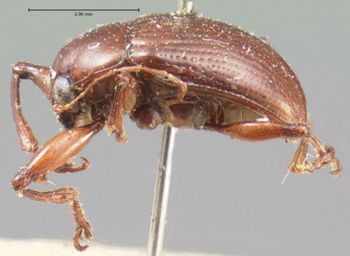 Media type: image; Entomology 9812   Aspect: habitus lateral view